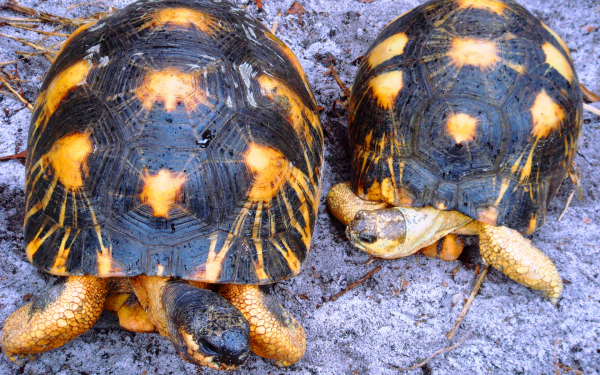 Лучистые черепахи