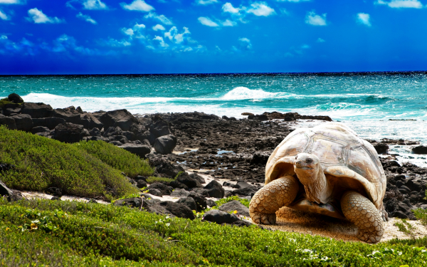 Черепаха на морском берегу