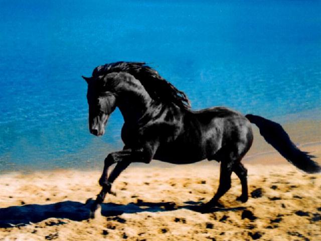Картинки по запросу фото чёрный конь