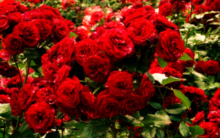 Красные розы в розарии
