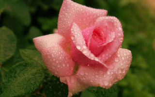 Роза в капельках дождя