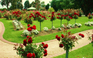 Розы в розарии