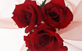 Три красных розы