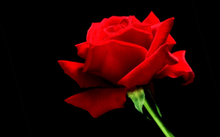 Цветок роза красная
