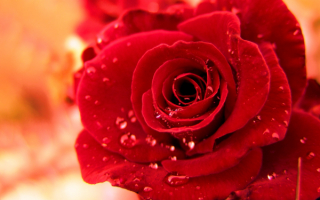 Красивая красная роза