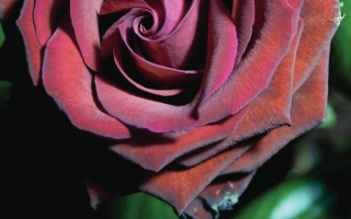Темно-бордовая роза