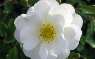 Белая необычная роза