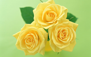 Три желтых розы