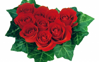 Цветки красных роз