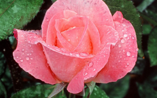 Роза под дождем