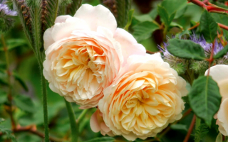 Английская роза Эммануэль