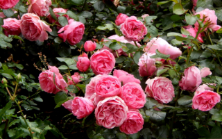 Английские парковые розы