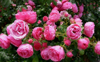 Англиские розы розовые