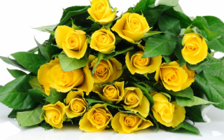 Желтые розы - это символ дружбы и признания