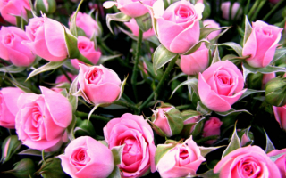Розовые розы - символ элегантности и изысканности