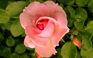 Розовая роза в каплях