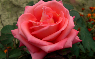 Крупный цветок розовой розы