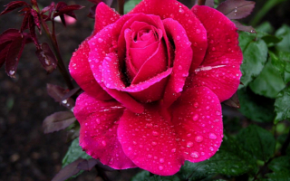 Роза в каплях дождя