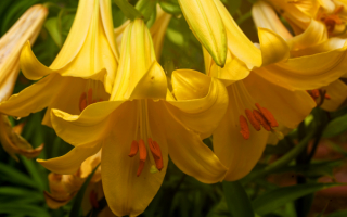 Желтые трубчатые лилии