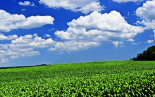 Облака над кукурузным полем