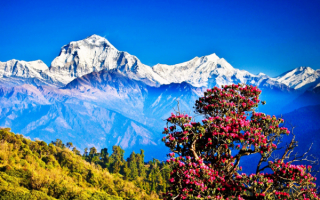 Белые вершины Гималаев