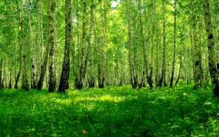 Весенний березовый лес