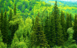 Сибирский лес