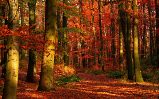 Осенний день в лесу