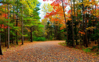 Осенний лес у  дороги
