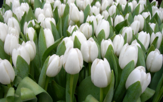 Цветы тюльпаны белые