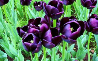 Черно-фиолетовые тюльпаны