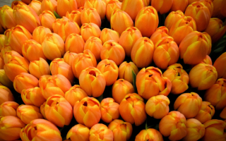 Желто-оранжевые тюльпаны