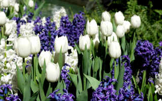 Белые тюльпаны и гиацинты