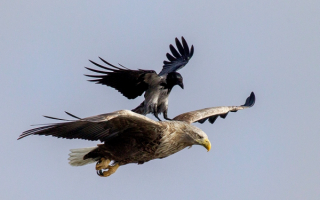 Ворона атакует белохвостого орлана