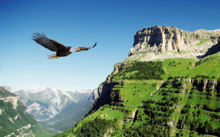 Полет орла в горах
