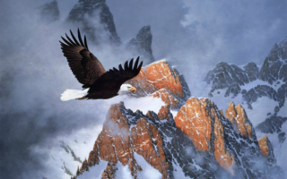 Полет орла над горами