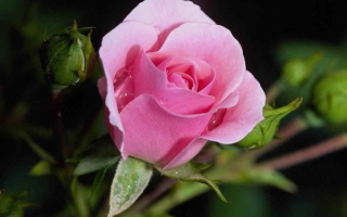 Роза - цветок любви