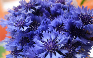 Цветы васильки синие