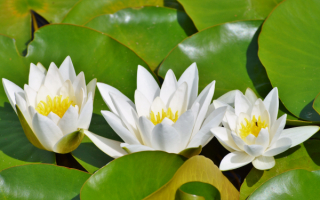 Белые водяные лилии