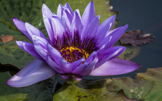 Фиолетовая водяная лилия