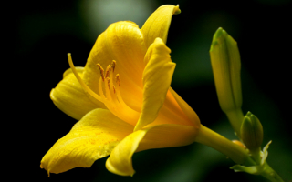 Цветок лилейник
