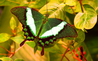 Красивая бабочка махаон