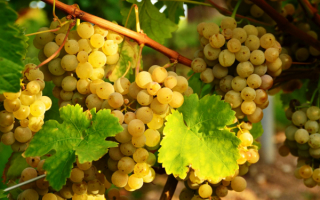 Гроздья белого винограда  на лозе