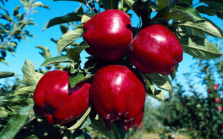 Красные яблоки на ветке