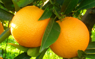 Крупные апельсины на ветке