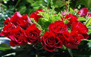 Красивые красные розы в букете