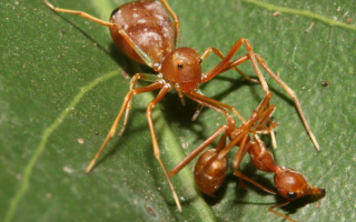 Паук и муравей