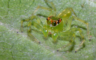 Зеленый паук