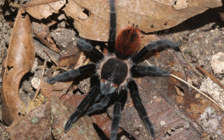 Мексиканский тарантул