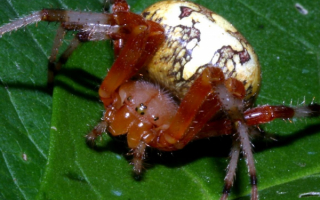 Мраморный паук на зеленом листе